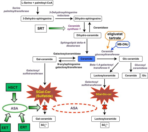 Sulfatide metabolic pathway.Notes: The figure shows the | Open-i