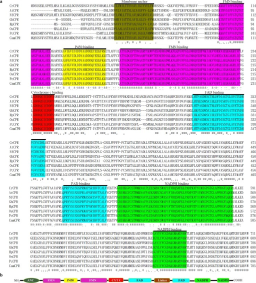 Multiple sequence alignment of the characterized plant Open i