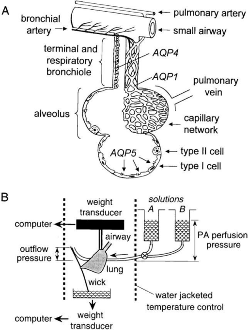 (a) Anatomy Of Distal Lung Showing Blood Supply, Airspa 