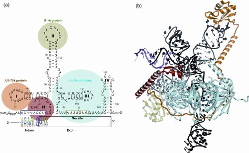 Structure of human U1 small nuclear ribonucleoprotein ( | Open-i