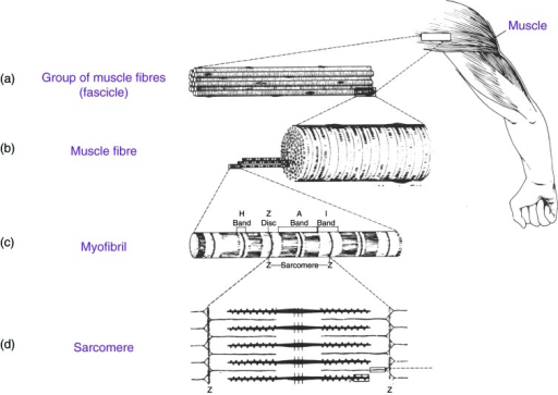 structure of striated muscle fibre