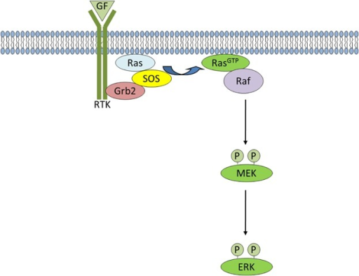 Ras/MAPK signaling. Upon growth factor stimulation, the | Open-i