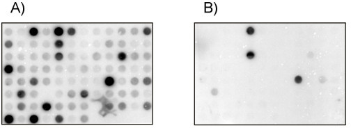 Reverse Dot Blot of cloned RDA fragments. A representat | Open-i