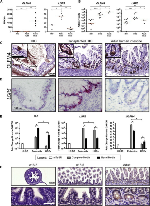 OLFM4 Is a Marker of Mature Intestine(A) Normalized FPK | Open-i