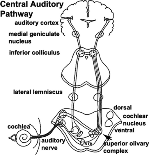 Schematic diagram of the auditory pathway from cochlea | Open-i