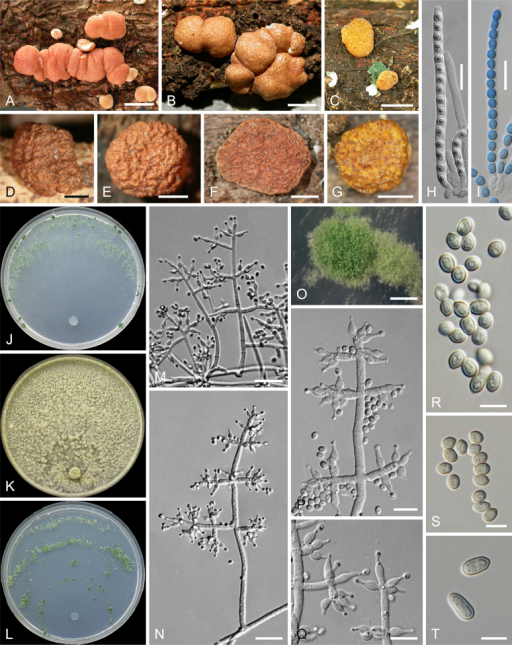 Trichoderma Mediterraneum A I Sexual Morph A C Fres Open I