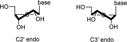 Schematic representation of the ribofuranose ring in bo | Open-i