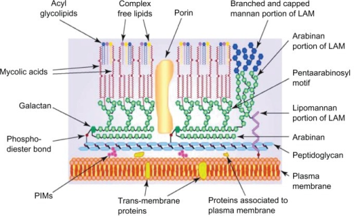 Schematic representation of Mycobacterium, showing the main components ...