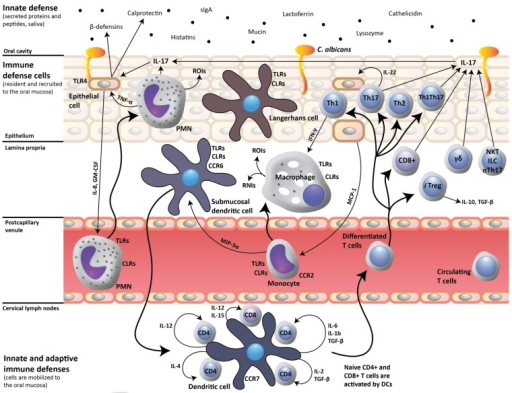 Host response to oral Candida albicans. A protective ho | Open-i