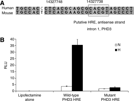 Definition Of A Hypoxia Response Element (HRE) Within I | Open-i