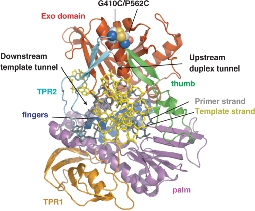 ribbon representation of 29 dna polymerase binary complex crystallographic data are from protein data bank