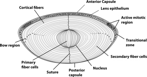 Lens – A Single Layer Of Epithelial Cells Covers The | Open-i