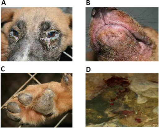 The typical clinical signs of CDV infected dogs: (A) di | Open-i