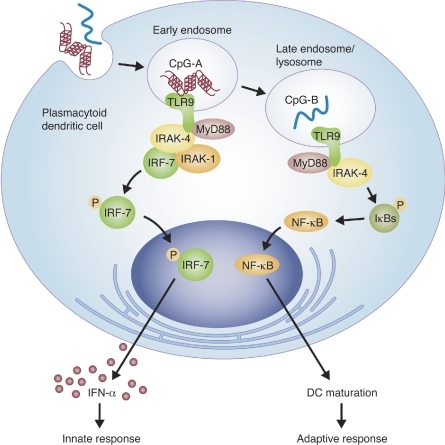 CpG oligonucleotides locating to early or late endosome | Open-i