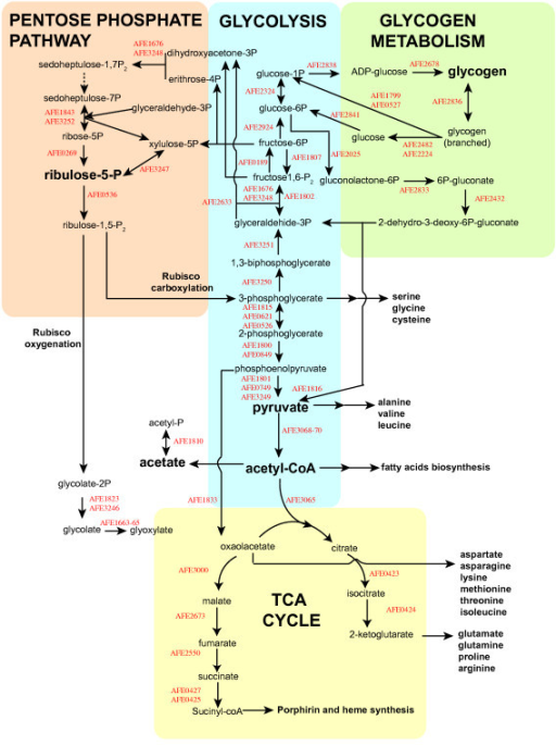 Predicted Pathways (pentose Phosphate Pathway, Glycolys 