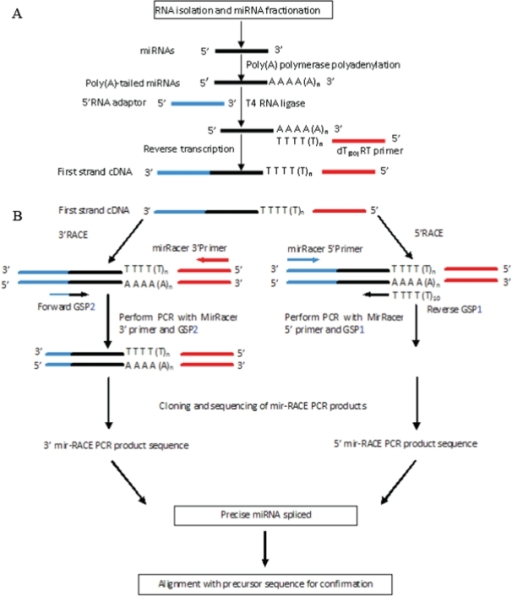 a. Determination of the precise miRNA sequence by 5′ | Open-i