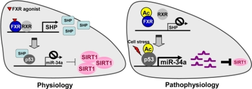 The FXR/SHP pathway controlling miR-34a and SIRT1 expre | Open-i