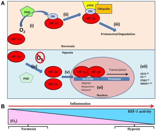 (A) Oxygen-dependent regulation of HIF-1α targets in e | Open-i