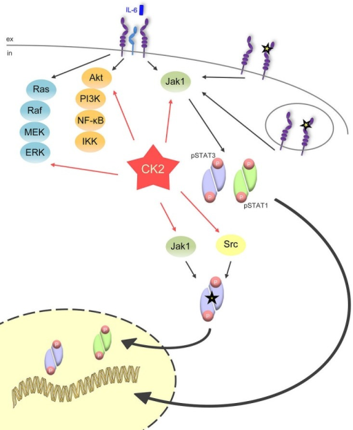 CK2 is the central lynchpin of the signaling pathways i | Open-i