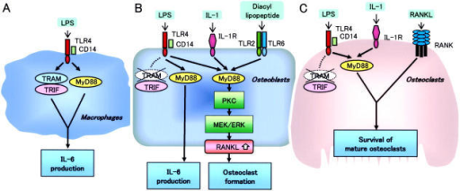 Roles of MyD88 and TRAM–TRIF signaling pathways in ma | Open-i