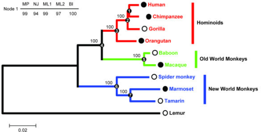 how can you tell evolutionary relationships through dna