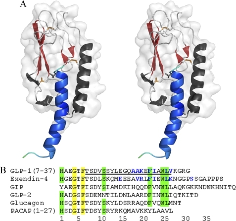 Structure of the GLP-1-bound ECD of the GLP-1R. A, ster | Open-i