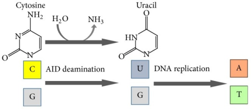 Activation-induced Cytidine Deaminase (AID) As The DNA/ | Open-i