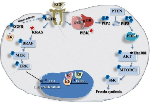 Simplified representation of the EGFR MAPK/ERK and PI3K | Open-i