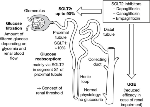 Sglt2 Inhibitor Method Of Action