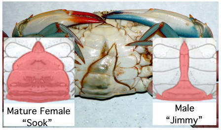 Ventral view of the gynandromorph blue crab.This ventra | Open-i