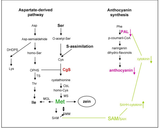 Pathways of biosynthesis of the aspartate family of ami | Open-i