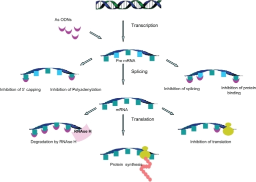 Mechanism of action of antisense oligonucleotides. As-O | Open-i