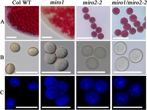 Pollen viability and development.A: Viability test usin | Open-i