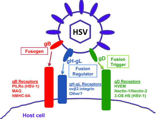 HSV-1 glycoproteins required for viral entry and their | Open-i