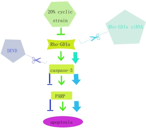 Schematic Of The Rhogdiα Caspase 3 Parp Pathway For Th Open I