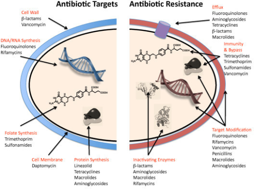 mechanisms selection natural of 4 and resistance. See Antibiotic te targets mechanisms of