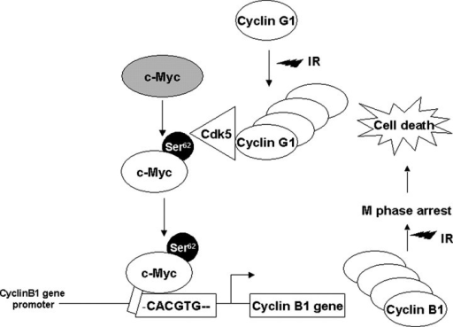 Hypothetical Scheme Of Cdk5-mediated C-Myc Phosphorylat | Open-i