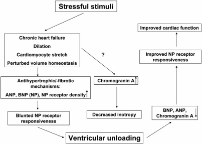 CHF and cardiac hypertrophy are associated with increas | Open-i