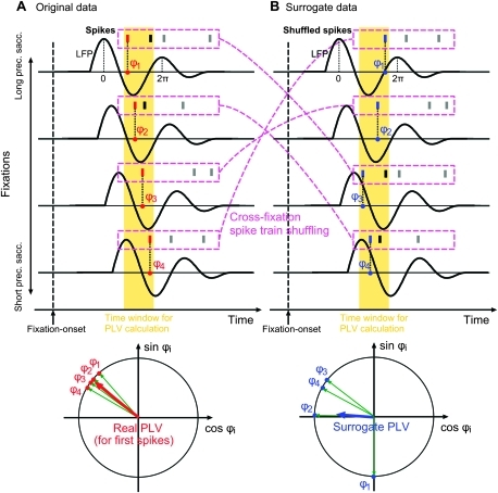 Schematic Illustration Of Phase-locking Analysis And Ge | Open-i