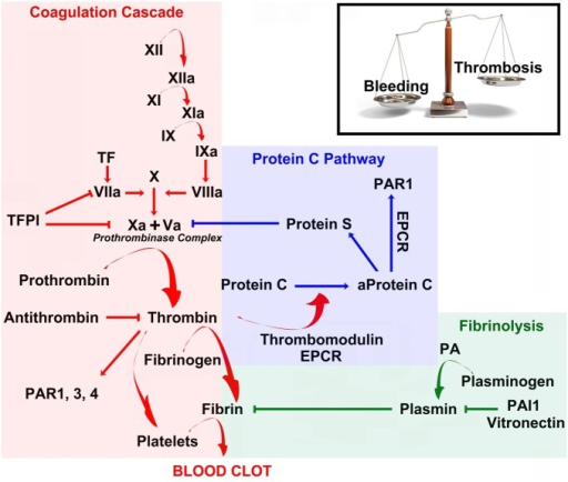 Coagulation, anticoagulation and fibrinolysis maintain | Open-i