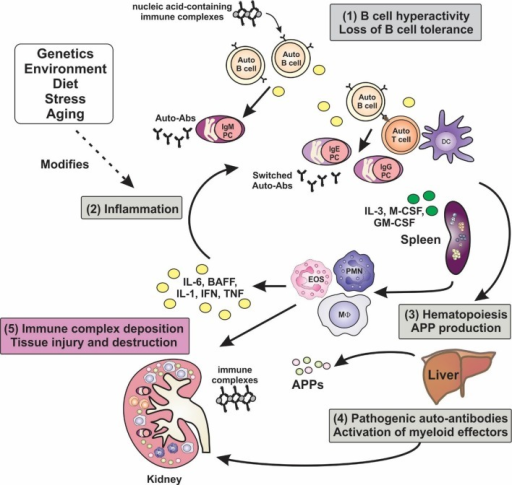 Inflammation is a key factor in the pathogenesis of lup | Open-i