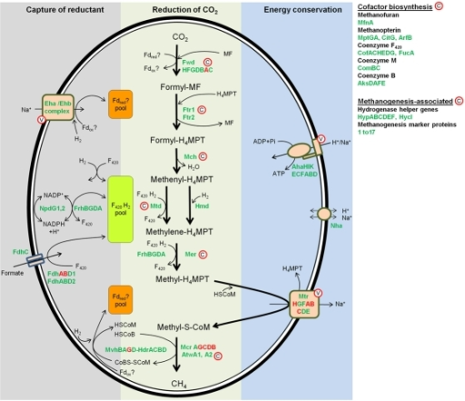 Methanogenesis pathway.The predicted pathway of methane - PMC2812497 Pone.0008926.g002