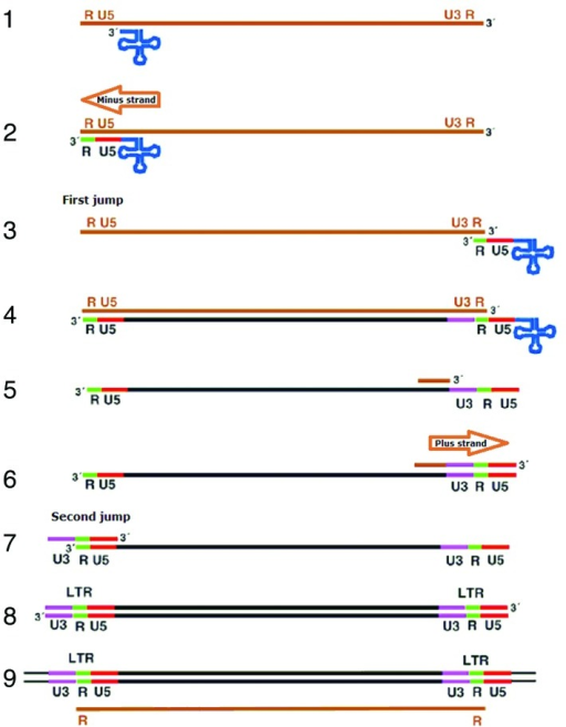 Figure 4. Mechanisms Of Retrotranspositions. The RNA T | Open-i