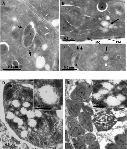 Localization of PI3P in T. gondii.ImmunoEM analysis of | Open-i