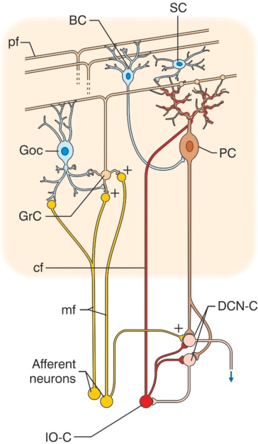 Schematic Representation Of The Cerebellar Circuit. The | Open-i