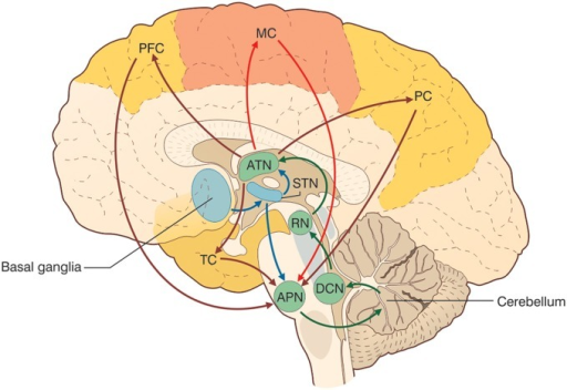 The cerebello-thalamo-cerebro-cortical circuits (CTCCs) | Open-i