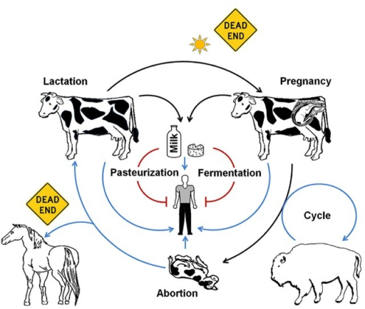 Brucella (B. abortus) life host cycle. After host infec | Open-i