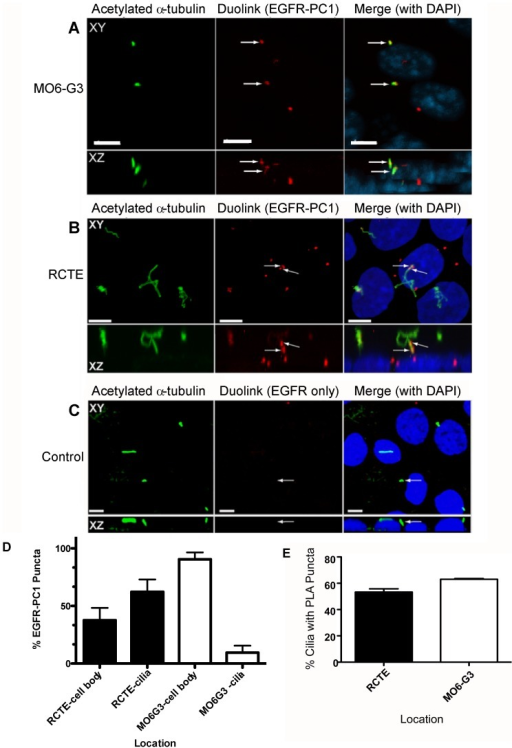 PC1 and EGFR interact in the primary cilium of MO6 G3 a Open i