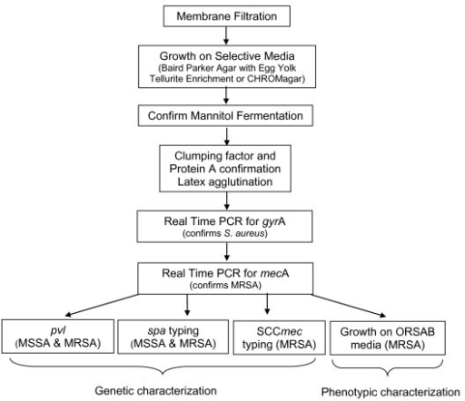 Process Flow Of Bacterial Isolation And Identification Open I 4863