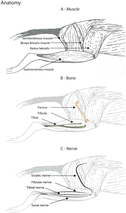 Anatomy.An overview of the anatomy of the rat hind limb | Open-i